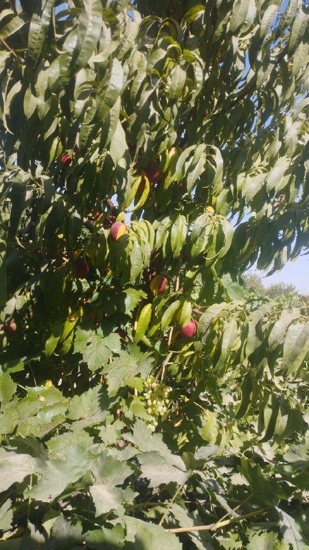 The sale of a vineyard located in Ziaratja passage, the garden is near residential houses, it is a one-to-one place for entertainment and bar.