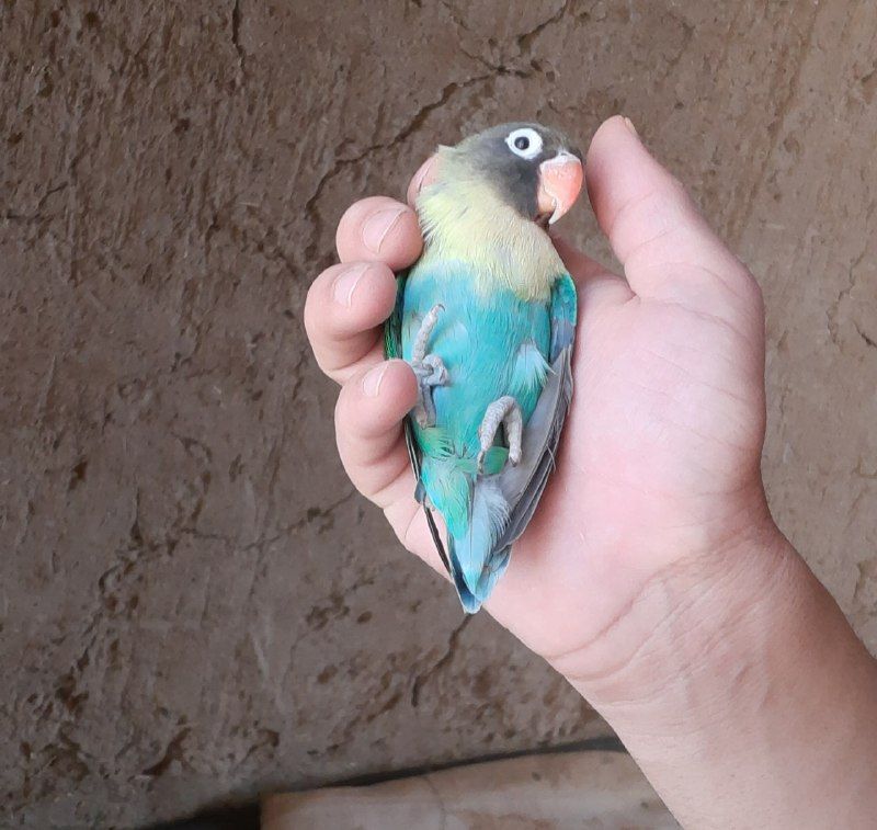 Brazilian male parrot singing