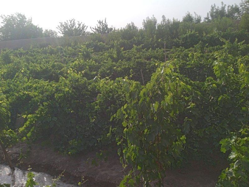 Selling a 2-jirib vineyard, cheap, temporary, Ziaratjah road, near Dize Qasri, Anbia, not reached the motor station, the price is 23 lakhs.