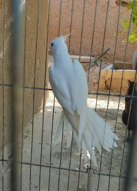 Dutch bride, mature male, tall, big, very beautiful, smooth, clean, without a broken feather, you can't take your eyes off her, very beautiful and clean, come on, she says she dances, sings, there is a movie, price 1550] Contact number 0784765987 0793590767]