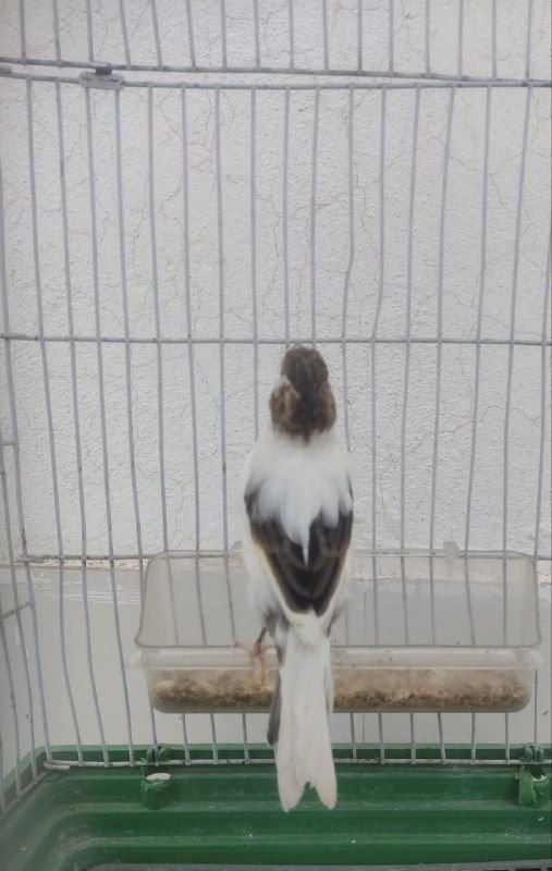 Beautiful male canary for sale