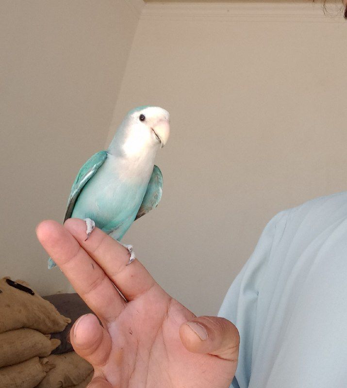 Brazilian parrot, the same parrot, full of rum, hand-talking, singing, whistling, price 1250, contact number 0784765987